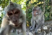Oliver Lloyd from Telford was taking photos of the monkeys when one saw the opportunity to run off with the device.