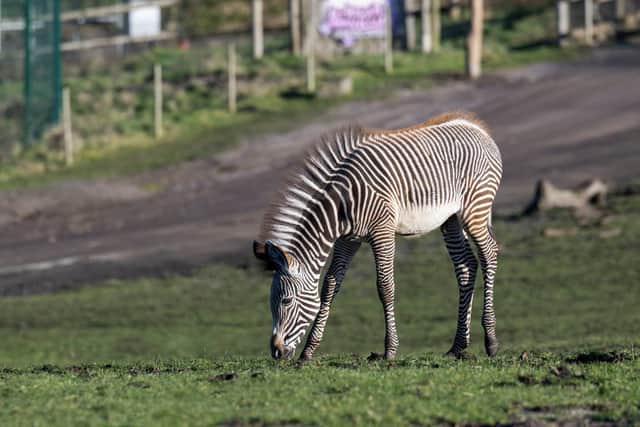 Manilow has left WMSP as part of a breeding programme