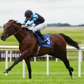 Giant Sequoia has sparked Derby dreams for John Stewart
