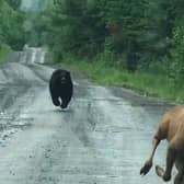A bear chasing a moose down a road