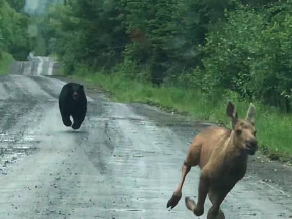 A bear chasing a moose down a road