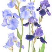 Mary Woodin returns with a new collection of watercolours featuring flowers from her lovely garden.