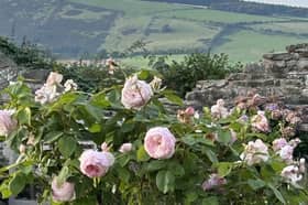 The Hymns at Walton near Presteigne will hold a garden open day in the morning and a church fete in the afternoon.