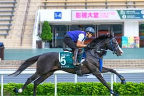 Masquerade Ball striding out on the training track at Sha Tin