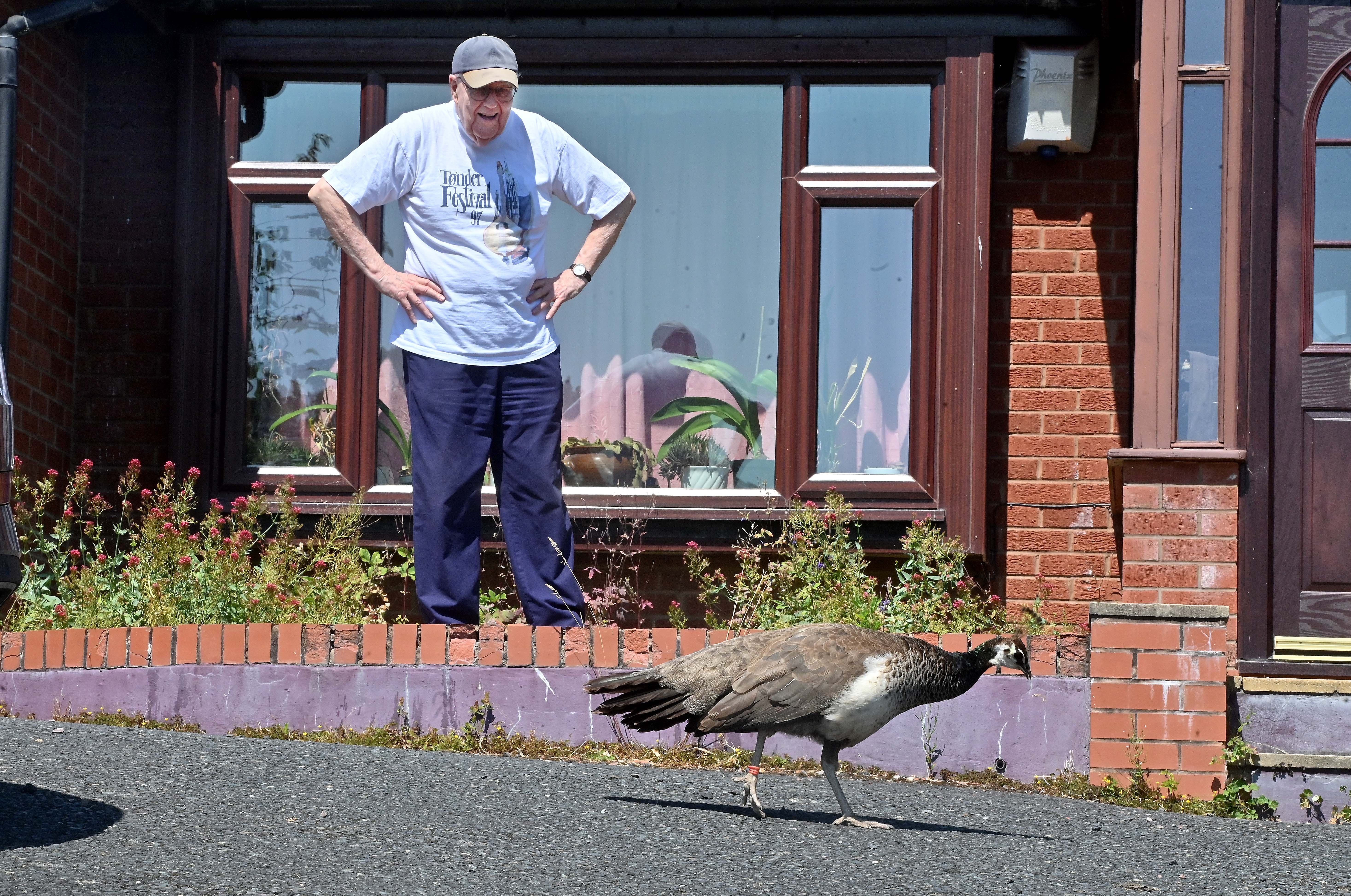 Pensioners seek owners of squatting peahen that has taken over their ...