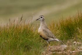 A dotterel with a greyish back and orange and black breast stands among low vegetation