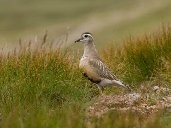 A dotterel with a greyish back and orange and black breast stands among low vegetation