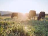 Powys farmer prosecuted for animal welfare offences