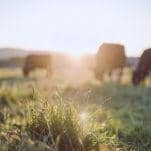Powys farmer prosecuted for animal welfare offences 
