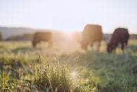 Powys farmer prosecuted for animal welfare offences 