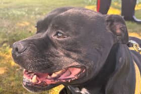 Last chance to grab tickets for the Big Staffy Stroll this weekend