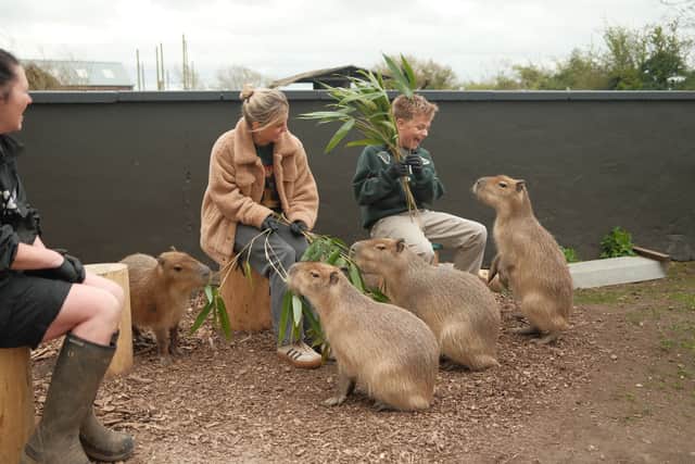 Coronation Street’s Tina O’Brien takes part in the sell-out capybara experience at Twycross Zoo, with her son
