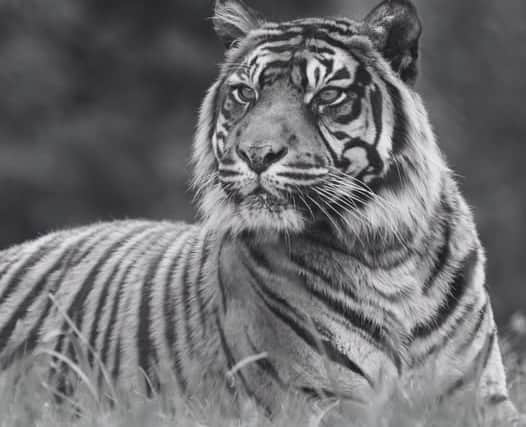 Sumatran tiger, Hujan, has died