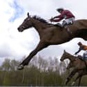 Mahons Glory is Dylan Cunha's number one jumps horse