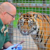 DUDLEY COPYRIGHT EXPRESS AND STAR STEVE LEATH 09/08/2019

Pics at West Midlands Safari Park, for Heather Large feature on Chris Hodgkins from Kidderminster (Head of Carnivores). With  Sumatran Tiger: Hujan.