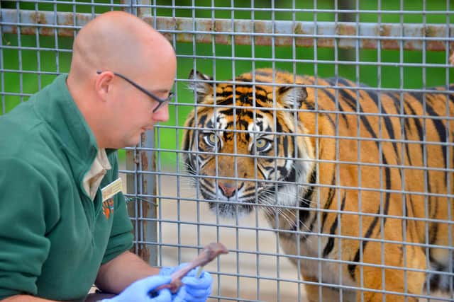 Chris Hodgkins from Kidderminster with Sumatran tiger Hujan