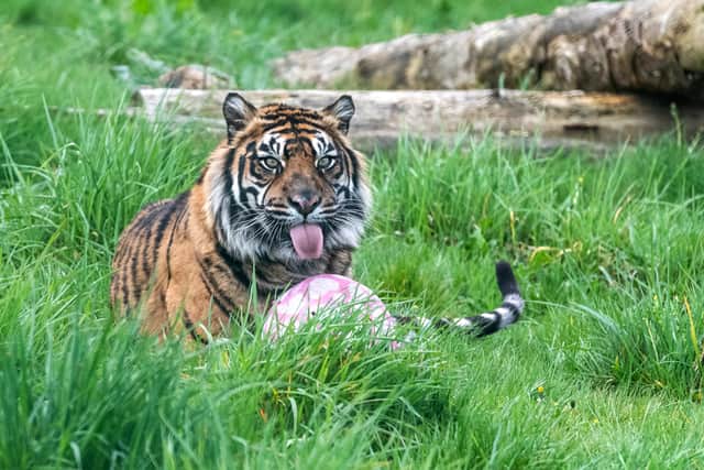 Female Sumatran tiger Hujan