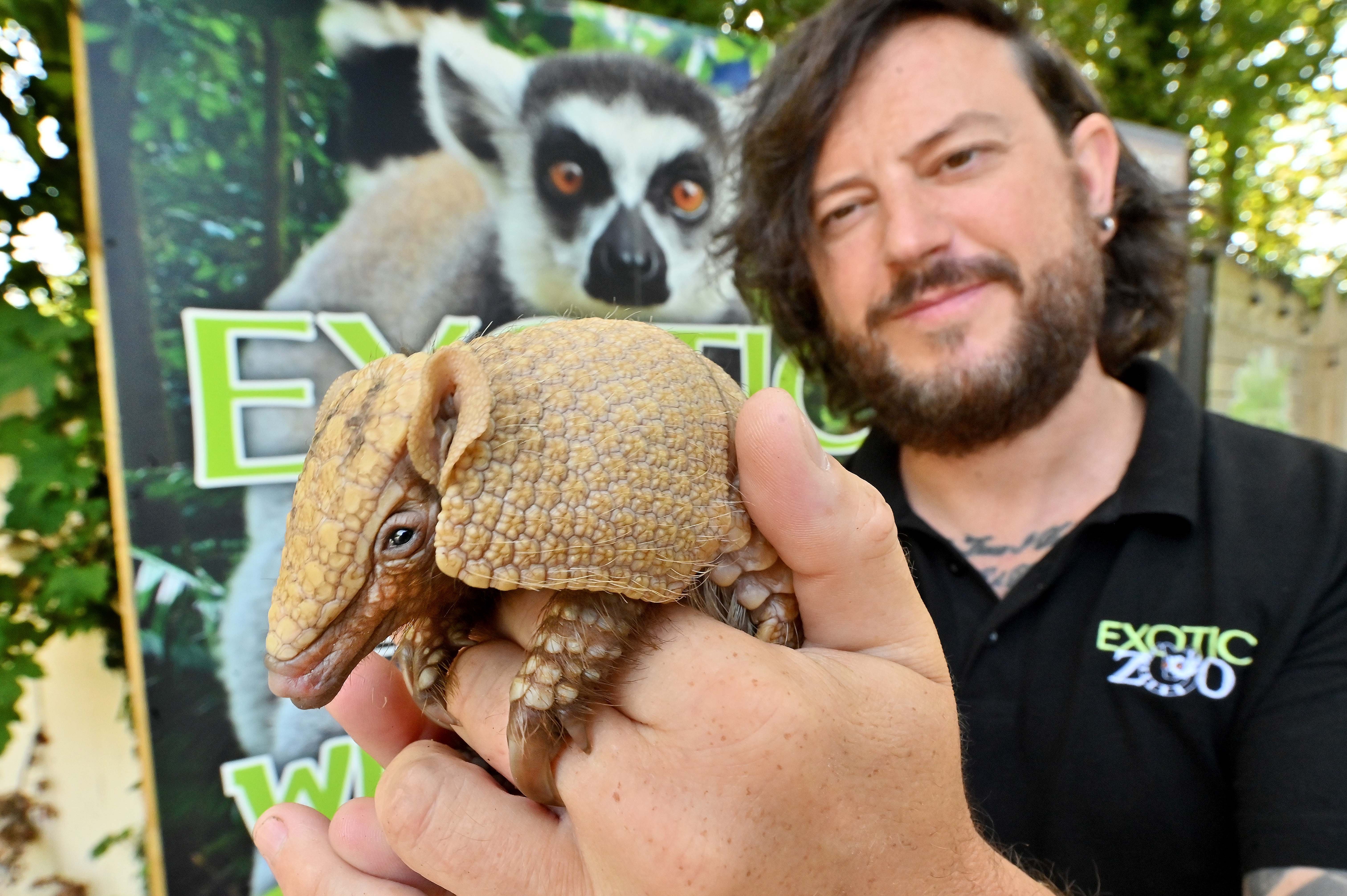 Telford zookeepers hand-rearing adorable baby armadillo after rare birth
