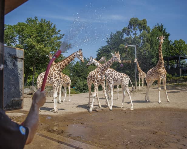 A zookeeper uses a hose to cool the giraffes at Belfast Zoo