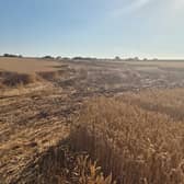 Multiple fires in the open have been reported since the heatwave began