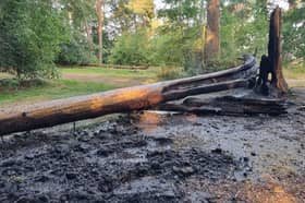 Fire spread to a large fallen tree