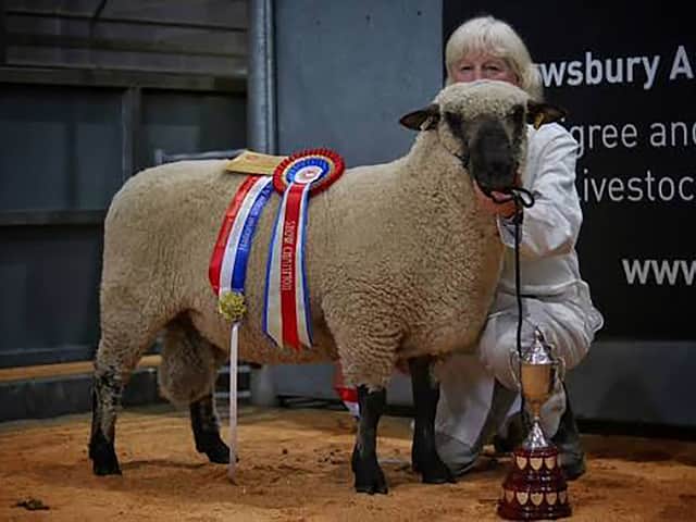 A Shropshire sheep at a previous sale