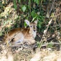 Little red lechwe calf