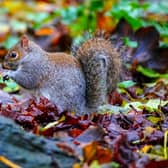 A squirrel has been named as the cause of the fire. Photo: Peter Byrne/PA