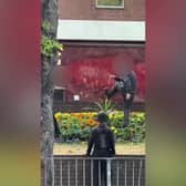 Video grab of the shocking moment a gang of youth thugs laughing while they destroy a town centre flower bed.