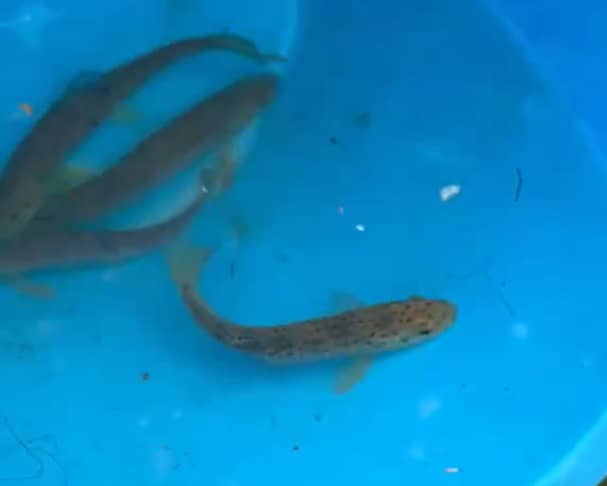 The Environment Agency has been busy rescuing brown trout from the River Onny
