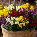 The Wallflower ‘Sugar Rush’ Mix produces colourful, highly scented blooms in shades of red, purple, yellow, gold and white, flowering in autumn before returning again in spring.
