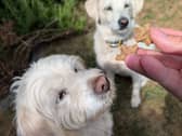 Rupert and Honey eagerly await another Forthglade treat