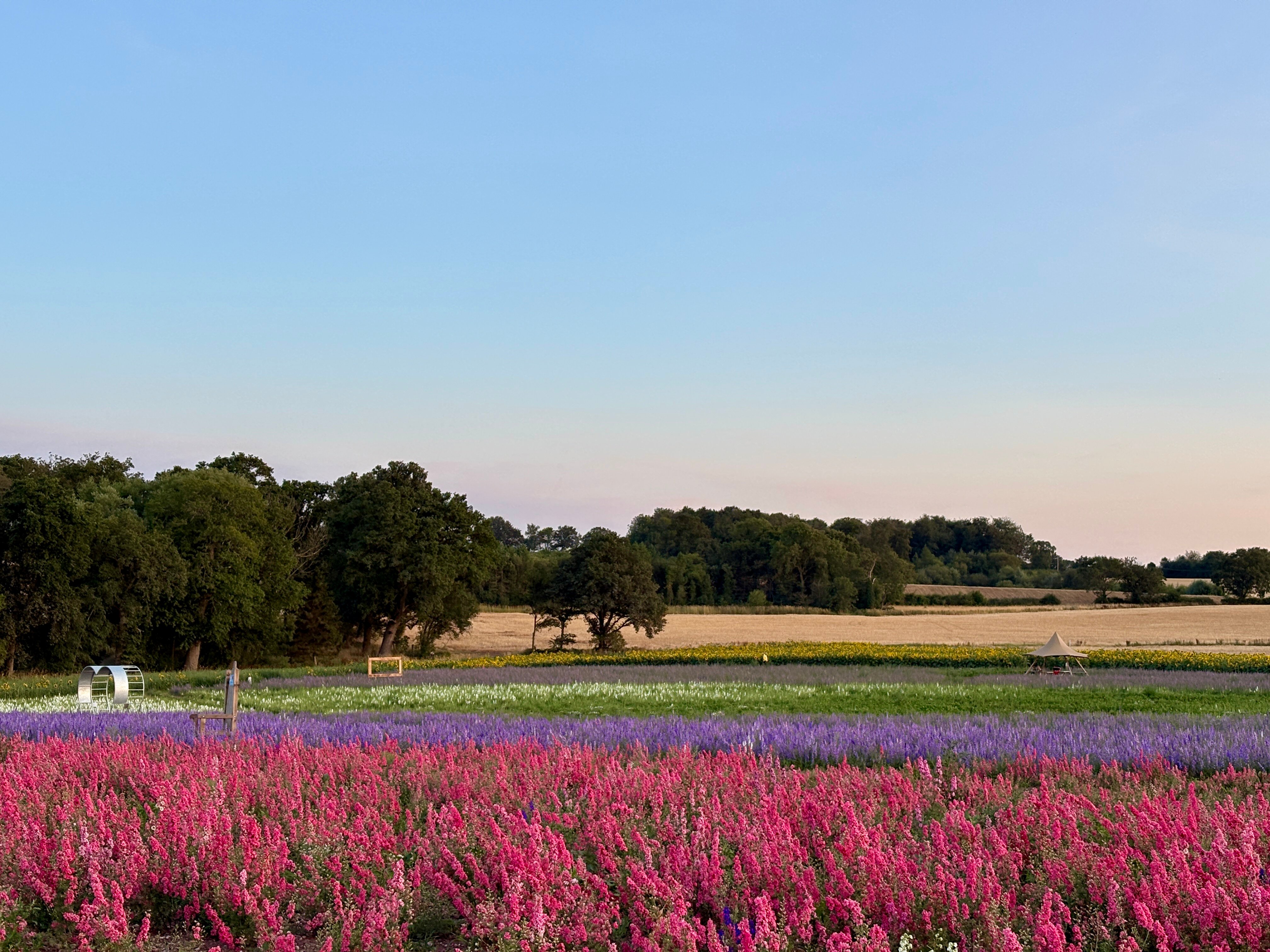 Shropshire's stunning Petal Fields event set to return this week with ...