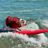 A dog catches a wave during the World Dog Surfing Championships in California