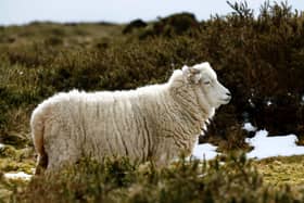 A Whiteface Dartmoor sheep