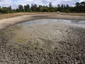 A dried up pond in the New Forest