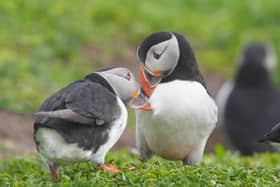 Two puffins on land