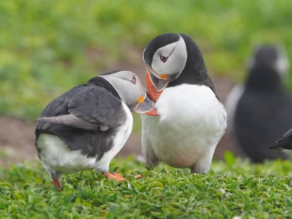 Two puffins on land