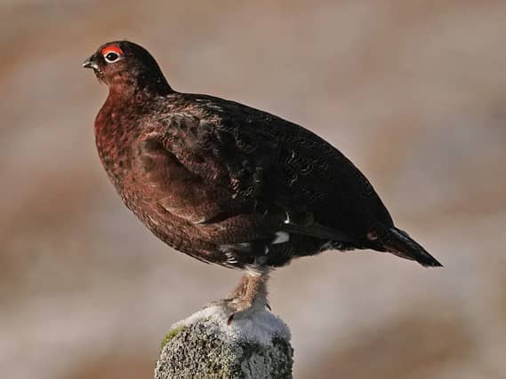 Red grouse