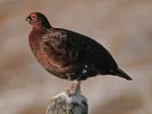 Red grouse