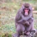Luka the macaque