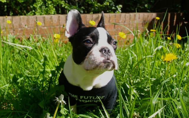 Nine-year-old French Bulldog called TJ.