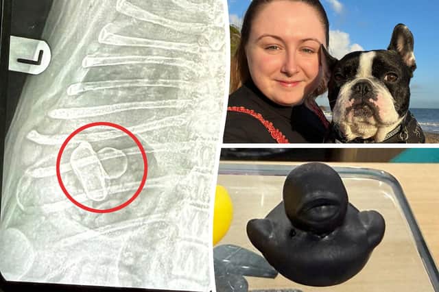 Incredible X-ray image shows an entire rubber duck lodged inside a dog's stomach after swallowing it whole.