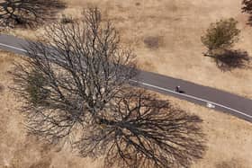 An aerial view of the shadow cast by a tree on the parched grass of Danson Park, Bexley, south east London