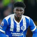 Carlos Baleba in action for Brighton