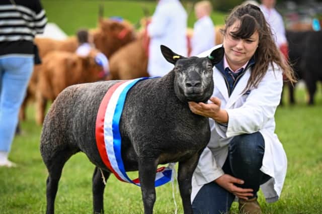 A livestock entry from last year's show