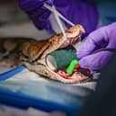 Python Jodie Foster undergoing cancer treatment on her jaw