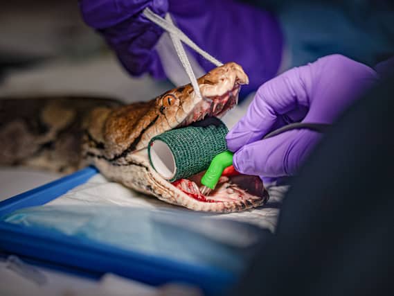 Python Jodie Foster undergoing cancer treatment on her jaw