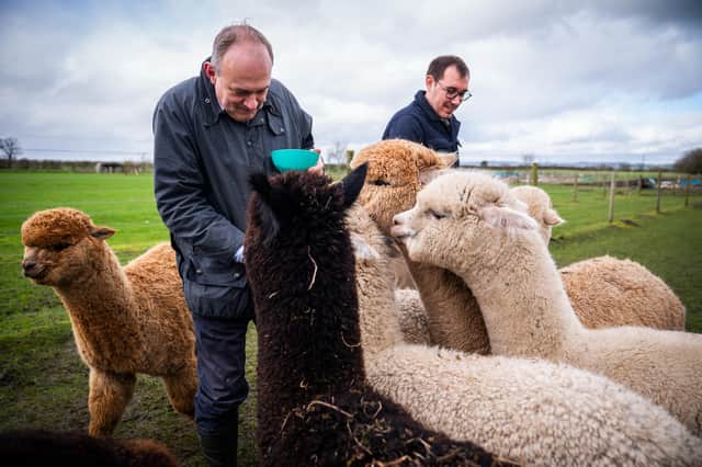Liberal Democrat Leader Sir Ed Davey visits Sheriffs Alpacas in Strensall, York, with Harrogate and Knaresborough MP Tom Gordon and North East Somerset MP Anna Sabine during the Liberal Democrats spring conference in York.