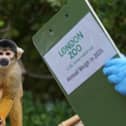 ZSL London Zoo annual weigh-in